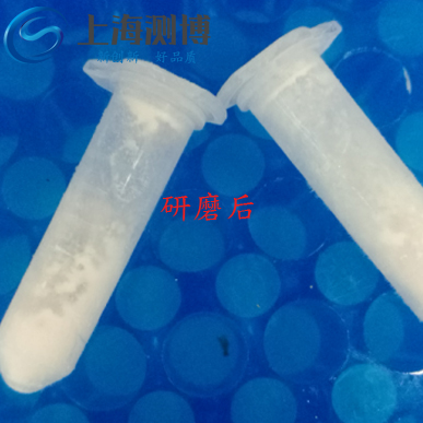 使用多樣品組織研磨儀研磨老鼠血管后是什么效果？